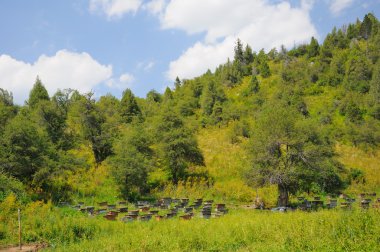 Beehives in mountains clipart