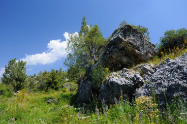 büyük taşların ve ağaçların