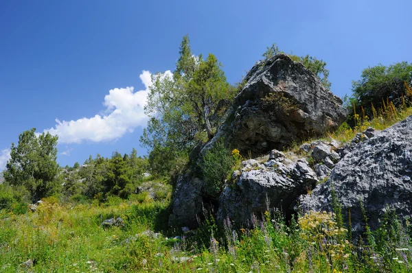 stock image Big stones and trees