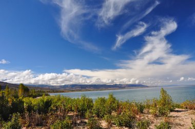 Young a poplar on sandy lakeside clipart