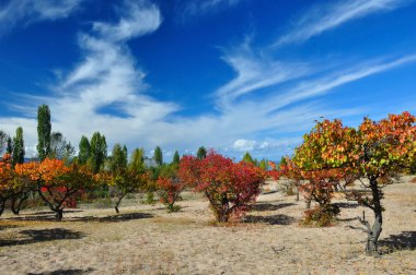 Claret red apricot orchard on sandy lakeside clipart