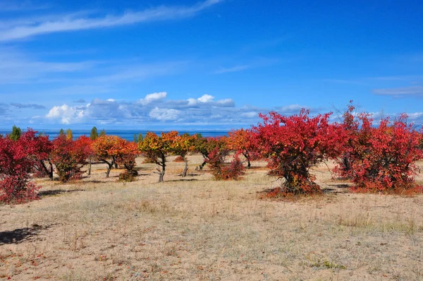 Wine red apricot orchard on sandy lakeside — Stock Photo, Image