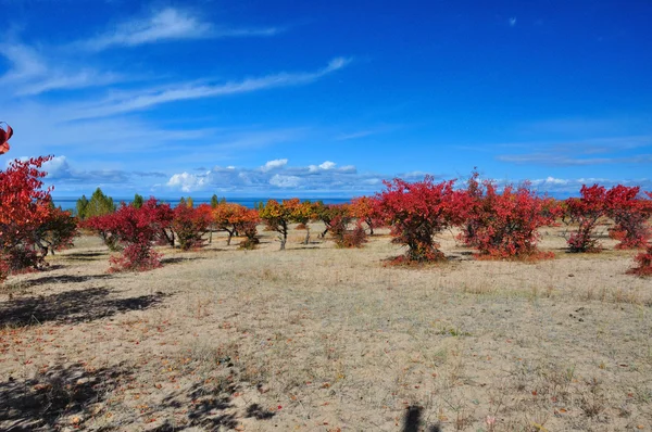 Huerto de albaricoque de otoño con cielo azul — Foto de Stock