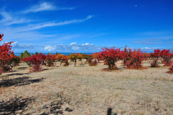 Autumn apricot orchard with blue sky
