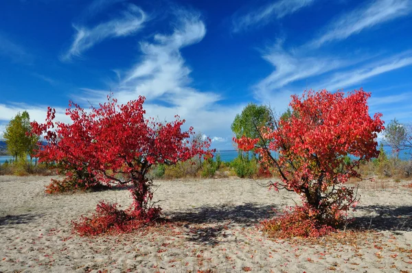 Δύο κλαρέ κόκκινο δέντρα βερικοκιών σε αμμώδη παραλίμνιο Εικόνα Αρχείου