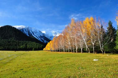 Picturesque landscape yellow birches clipart