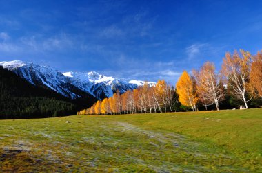 Landscape with autumn birches and alpine meadow clipart