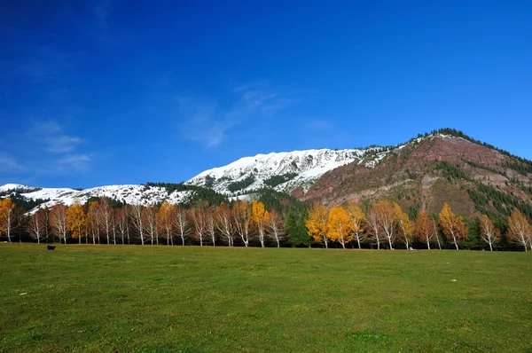 Paesaggio con betulle gialle e montagna — Foto Stock
