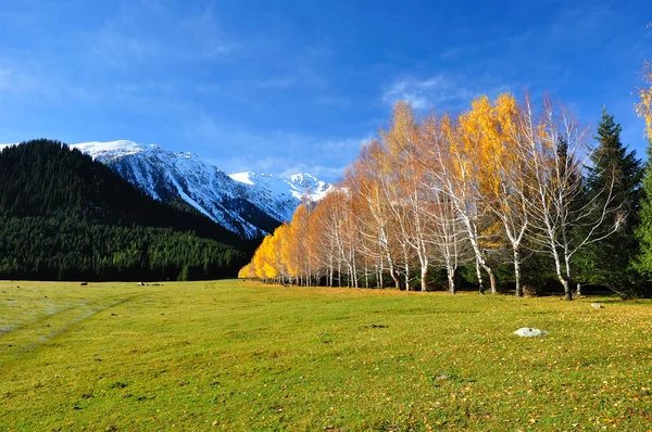 Picturesque landscape yellow birches — Stock Photo, Image