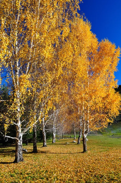 Autumn birches and blue sky — Stock Photo, Image