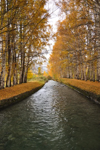 The small river and trees — Stock Photo, Image