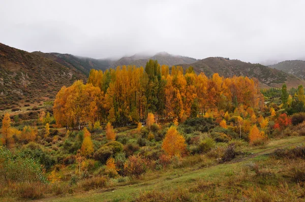 Autumn trees and mountains — Stock Photo, Image