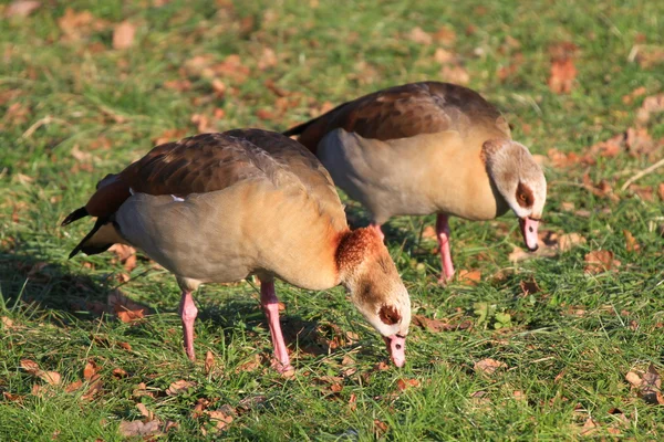 stock image Birds, ducks, pair