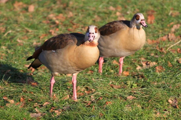 stock image Birds, ducks, pair