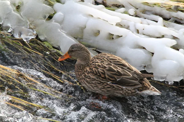Duck, rough river,frozen grass — Stock Photo, Image