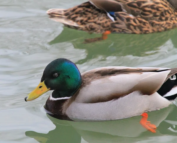 Ducks, pair, drake, river — Stock Photo, Image