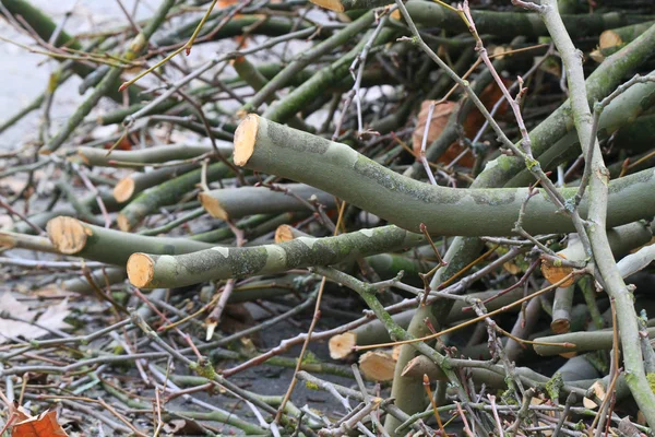 stock image Branches, spring a scrap of trees