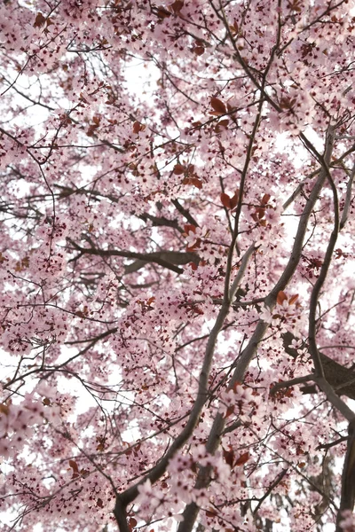 Миндальное дерево в цвету — стоковое фото