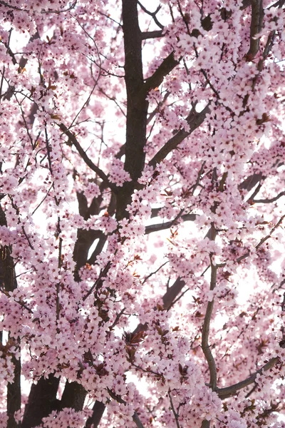 stock image Blossom