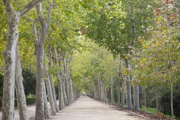 Retiro Park, Madrid — Stok fotoğraf