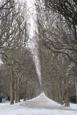 Kışın, paris jardin des plantes park yolundaki ağaç