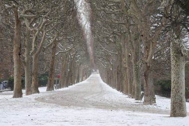 ağaç yolu ile kar, paris