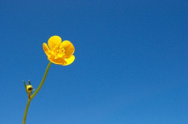 Ranunculus acris buttercup clipart