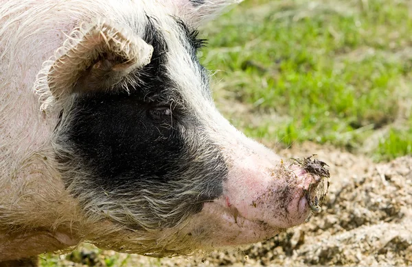 Potret seekor babi. — Stok Foto
