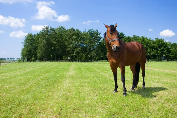 Één paard — Stockfoto