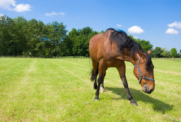 Één paard in het veld — Stockfoto