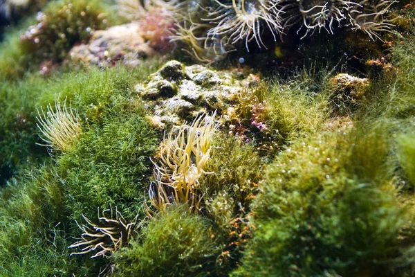 stock image Underwater wordl