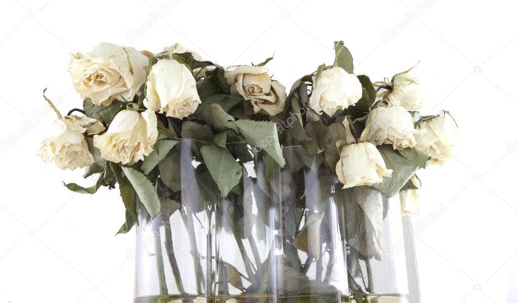 Old white roses on a white background.