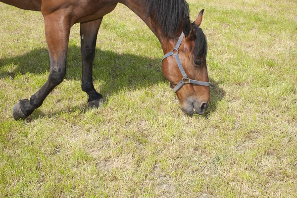 馬を食べること — ストック写真