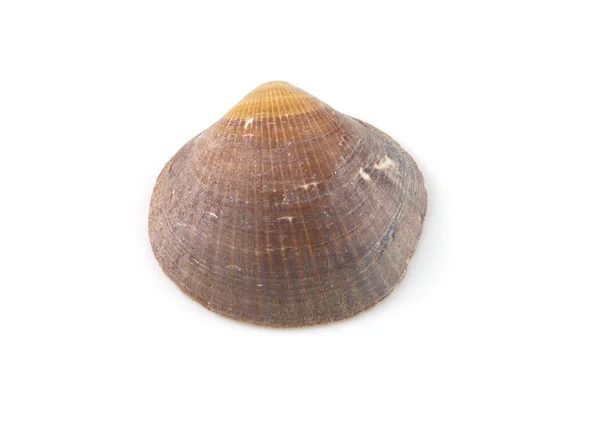 Brown clam — Stock Photo, Image