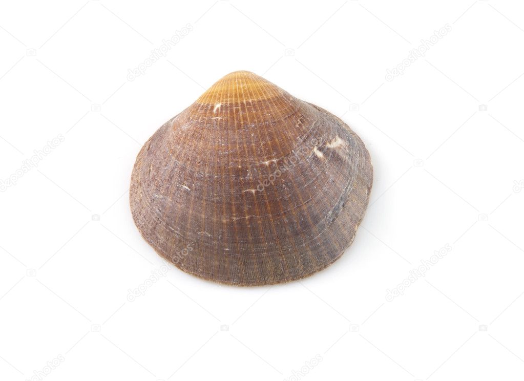 Brown clam