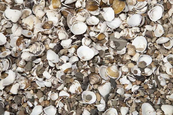 Wallpaper of shells — Stock Photo, Image