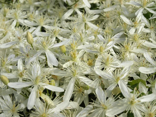 Bir sürü beyaz çiçekleri — Stok fotoğraf