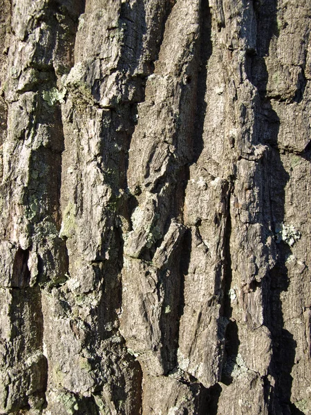 Ağaç kabuğu closeup