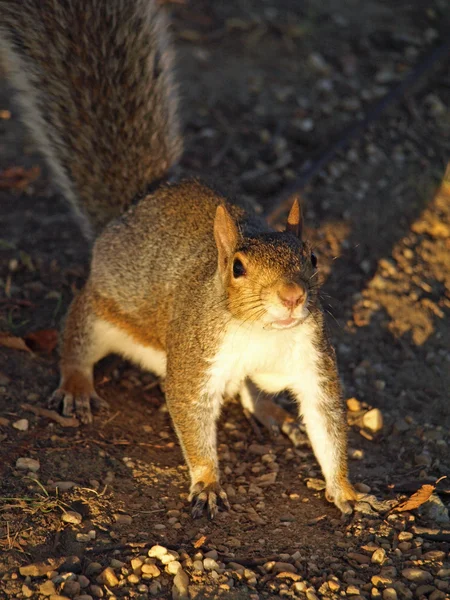 Eichhörnchen in der Sonne — Stockfoto