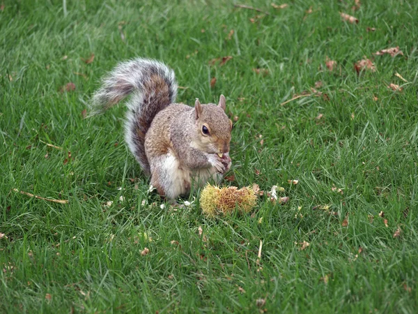 Eichhörnchen fressen — Stockfoto