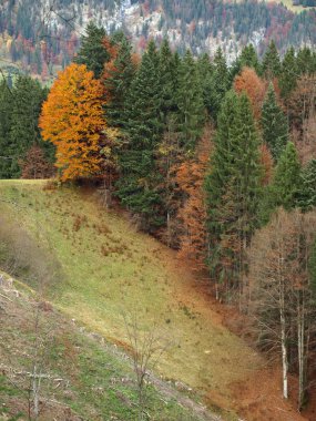 Alps köyün Oberstdorf renkli ağaçlar ile sonbaharda yakın Almanya