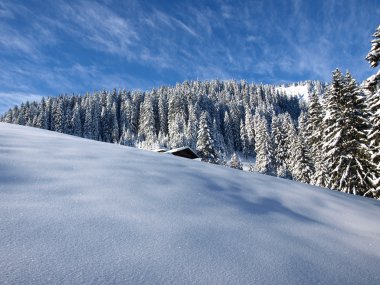 güzel el değmemiş kar manzara ve Avusturya Alpleri'nde ağaçlar
