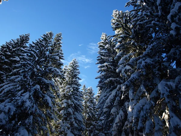 stock image Taken up into the sky in a forest.