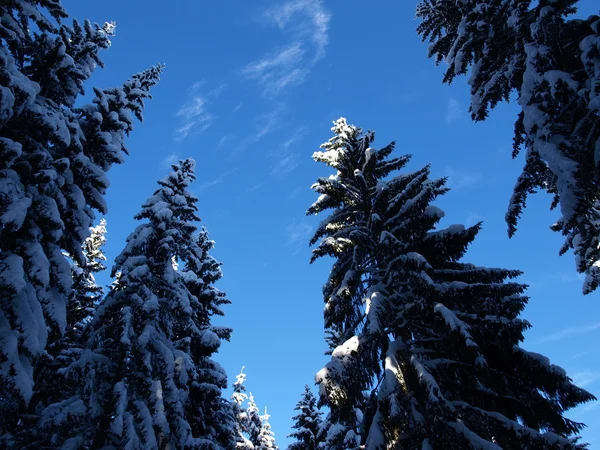 stock image Pine trees covered with snow on a cold winterday