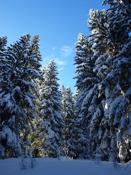 Kiefern mit Schnee bedeckt an einem kalten Wintertag Stockfoto
