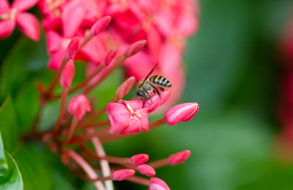 Ixora és a méh iv. — Stock Fotó
