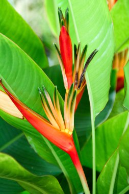 heliconia