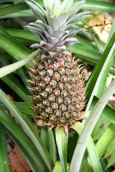 stock image Pineapple plant