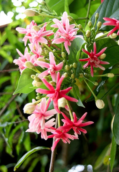 Λουλούδια της Ρανγκούν αναρριχητικό φυτό από το παράθυρο — Φωτογραφία Αρχείου
