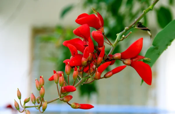 Красный цветок у окна — стоковое фото
